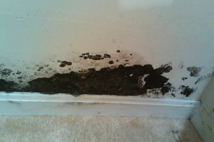 Mold 1