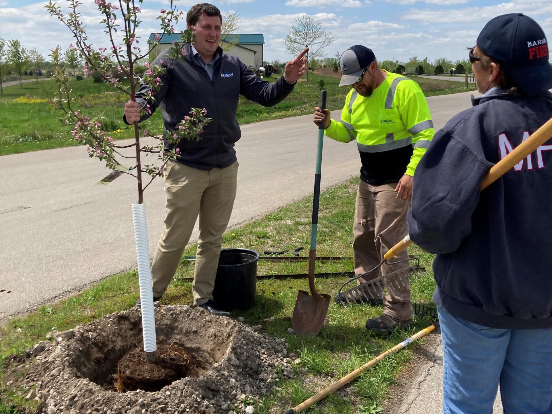 tree planting 