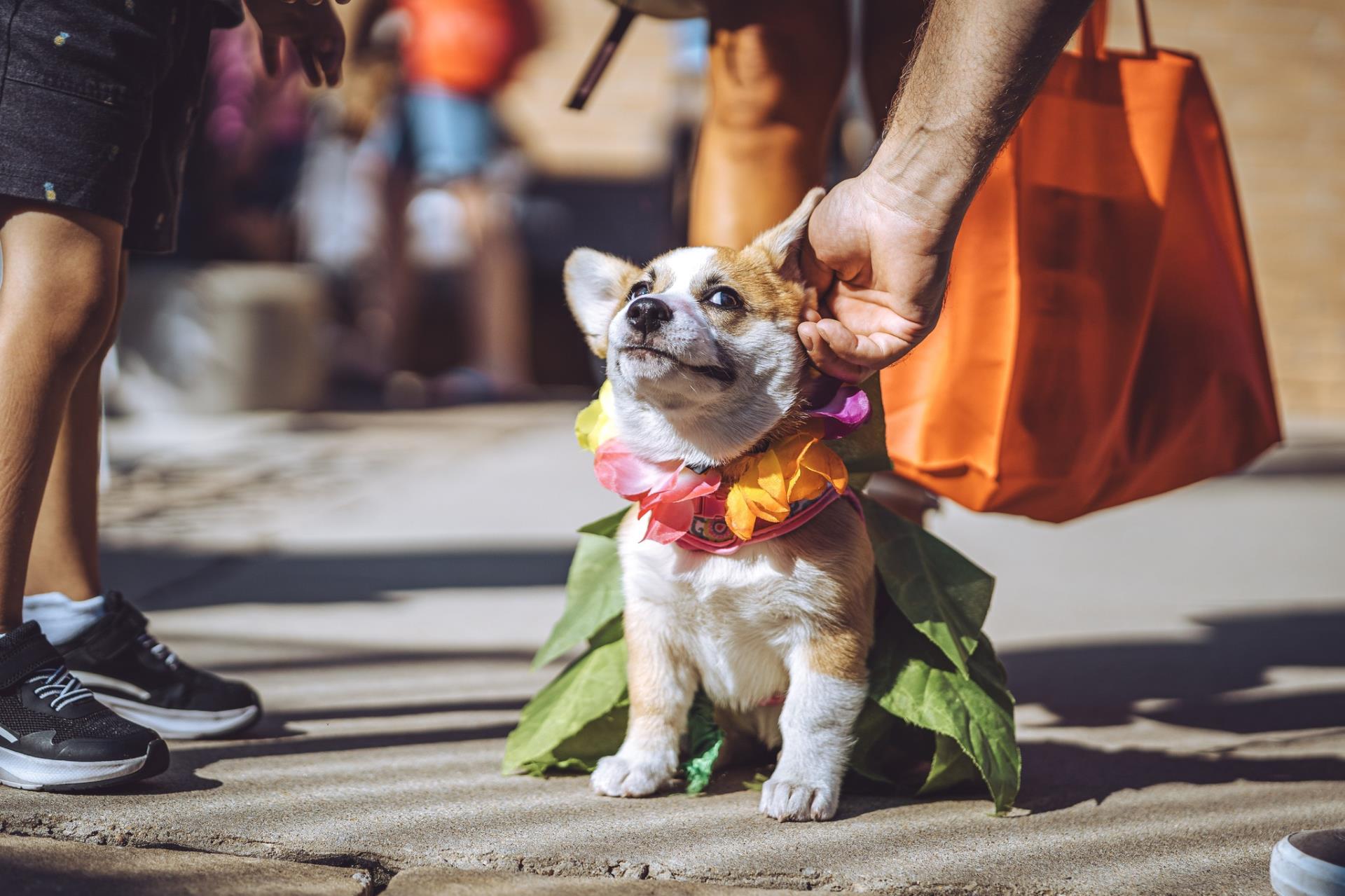 dog fashion show participant